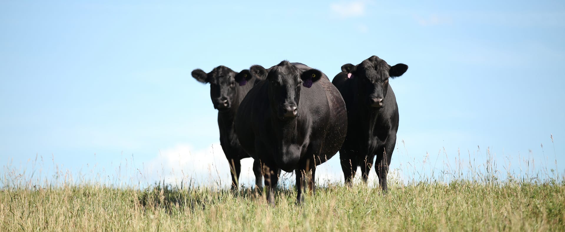 Greenwood Cattle